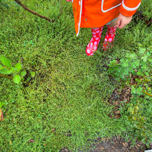 Tiny Forest VolkerWessels Epse