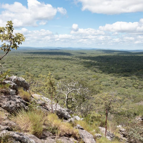 Zambia-Forest-Protection-National-Park-16-9.jpg.img.1280.medium.jpg