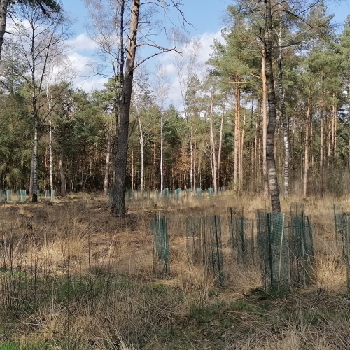 Klimaatbos stekken.jpg