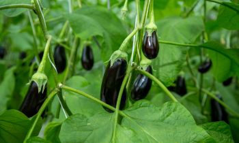 Visser & Smit Hanab - Greenbrothers - aubergines.jpg