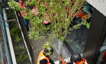 De eerste boom op Wonderwoods, 24 april 2023 - ©Milan Hofmans 4.jpg