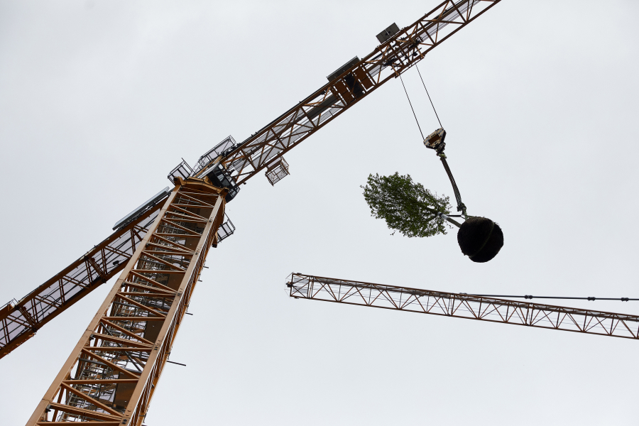 De eerste boom op Wonderwoods, 24 april 2023 - ©Milan Hofmans.jpg