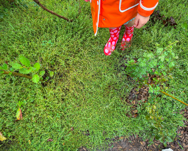 Tiny Forest VolkerWessels Epse