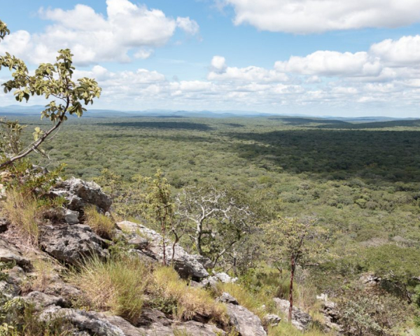 Zambia-Forest-Protection-National-Park-16-9.jpg.img.1280.medium.jpg